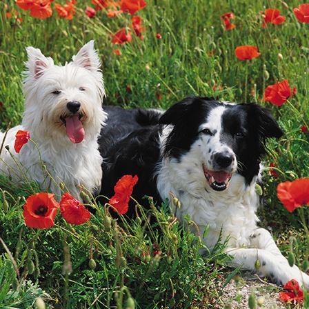 Blank Card - Dogs In Poppy Field
