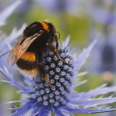 Blank Card - Beautiful Bee