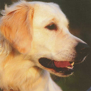 Blank Card - Golden Retriever