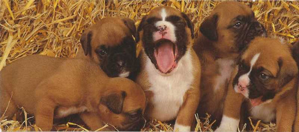 Blank Card - Boxers in Hay