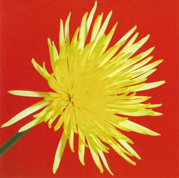 Blank card - Spider Chrysanthemum