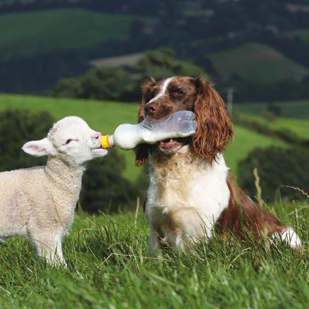 Blank Card - Dog Feeding Lamb from the Great British Card Company, English Cards in France