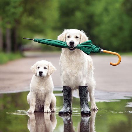 Blank Card - Golden Retriever Dog And Puppy from Ling Design, English Cards in France