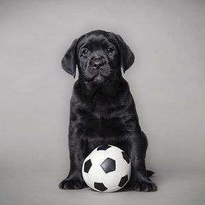 Blank Card - Puppy With Ball from Ling Design, English Cards in France
