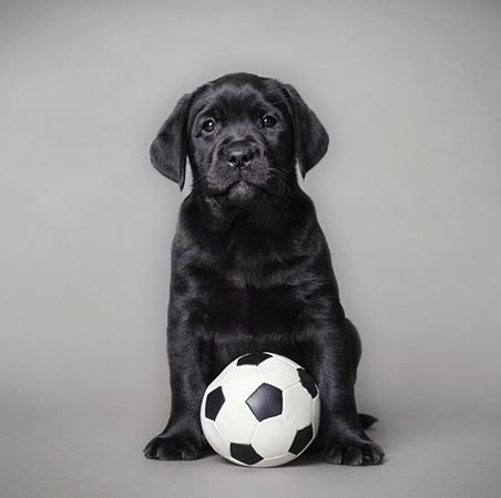 Blank Card - Puppy With Ball from Ling Design, English Cards in France