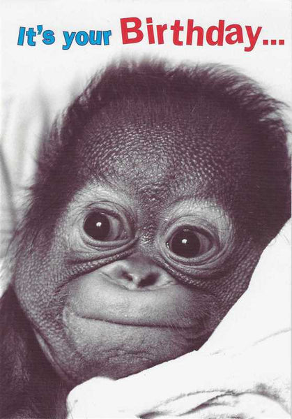 Humour Card - It's your Birthday... (Baby Orangutan)