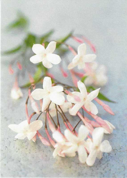 Wedding Card - Fresh Jasmine Flowers