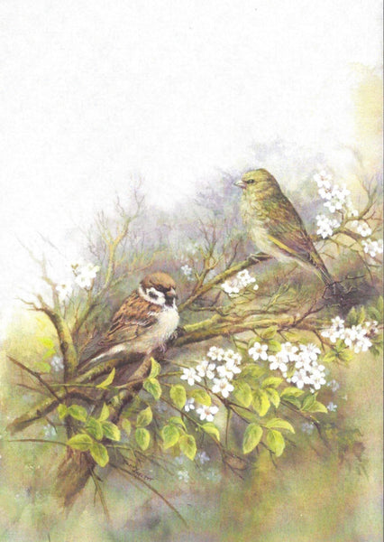 Birthday Card - Sparrows and Blackthorn