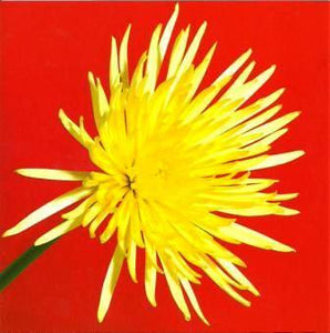 Blank card - Spider Chrysanthemum