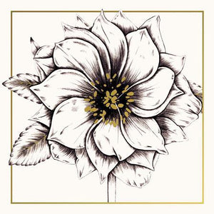 Blank Card - Helleborus