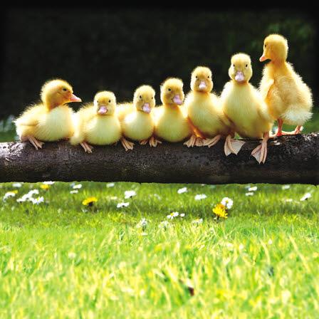 Blank Card - Seven Little Ducklings
