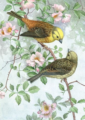Blank Card - Two Yellowhammers On A Branch Of Wild Rose
