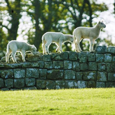 Blank Card - Sheep On Hadrian's Wall
