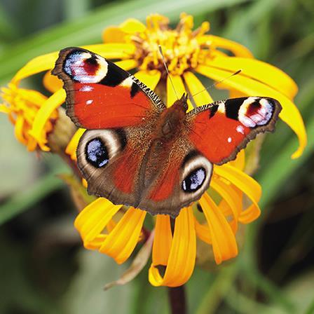 Blank Card - Peacock Butterfly