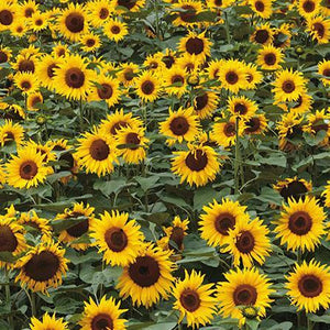 Blank Card - Sunflowers