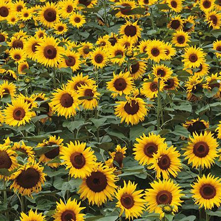 Blank Card - Sunflowers