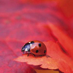 Blank Card - Ladybird On Red Acer Leaf
