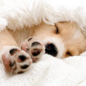 Blank Card - Little Puppy Sleeping