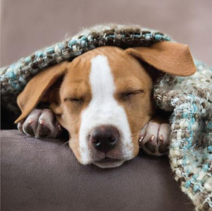 Blank Card - Puppy In A Blanket