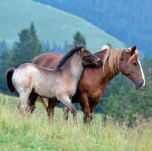 Blank Card - Playful Horses In The Mountains
