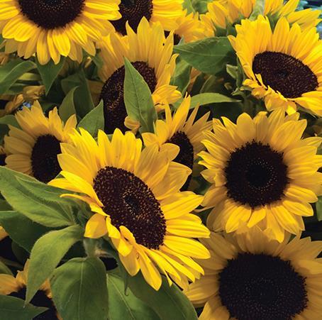 Blank Card - Happy Yellow Sunflowers