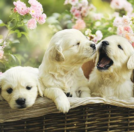 Blank Card - Golden Retriever Puppies