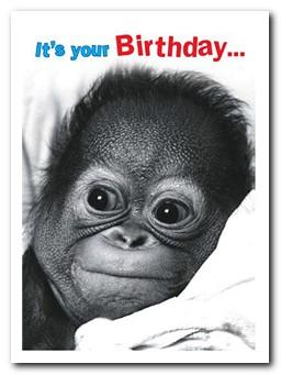 Humour Card - It's your Birthday... (Baby Orangutan)