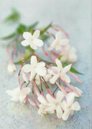 Wedding Card - Fresh Jasmine Flowers