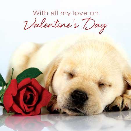 Valentine Card - Labrador Puppy With Red Nose
