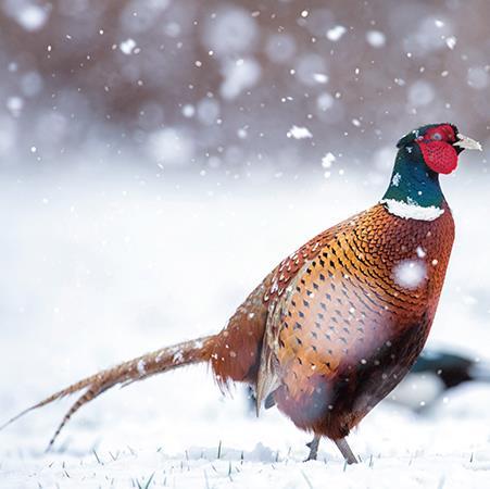 Christmas Card - Ringneck Pheasant